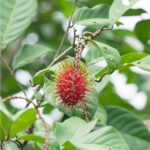 Can Potassium Fulvate Improve Nutrient Absorption in Plants?