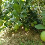 Understanding Potassium Fulvate Organic Fertilizer: A Comprehensive Guide