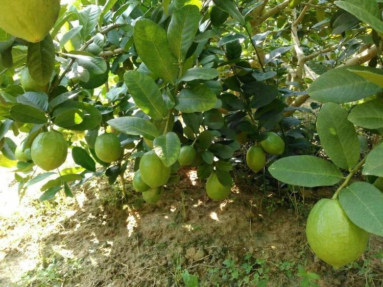 Understanding Potassium Fulvate Organic Fertilizer: A Comprehensive Guide Introduction In the ever-evolving world of agriculture, the shift towards organic and sustainable farming practices is evident. Amidst the myriad of organic fertilizers, potassium fulvate stands out, promising enhanced soil health and plant growth. This article delves deep into the world of potassium fulvate, shedding light on its significance and the competitive potassium fulvate price.