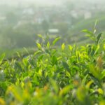 What is the Difference Between Potassium Fulvate and Other Humic Substances?