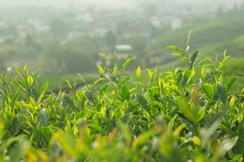 What is the Difference Between Potassium Fulvate and Other Humic Substances? Introduction Understanding the diversity of humic substances is crucial for modern agriculture. With the increasing emphasis on sustainable farming, elements like potassium fulvate are gaining attention. This article aims to illuminate what potassium fulvate is, how it stands apart from other humic substances, and its role in agriculture.
