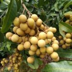 Can Potassium Fulvate Be Used As a Soil Conditioner?