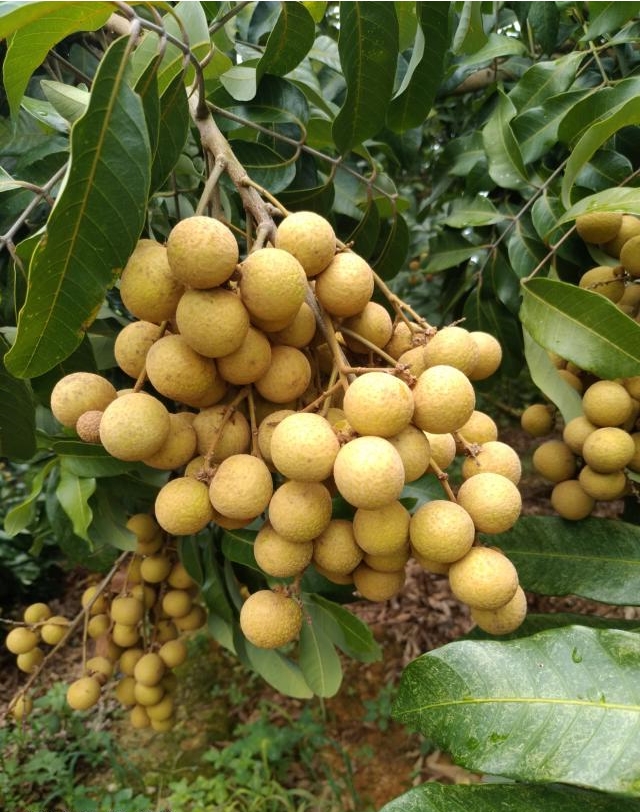 Can Potassium Fulvate Be Used As a Soil Conditioner? Introduction Soil conditioners play an essential role in modern agriculture, improving soil structure, nutrient content, and water retention. Among the various soil conditioners available, Potassium Fulvate has recently captured the interest of agronomists and farmers alike. This article aims to explore Potassium Fulvate's utility as a soil conditioner and demystify its applications and benefits.