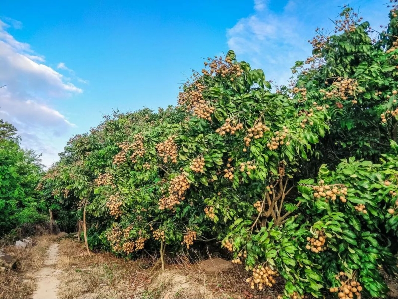 Can Potassium Fulvate Be Used As a Soil Conditioner?
Introduction
Soil conditioners play an essential role in modern agriculture, improving soil structure, nutrient content, and water retention. Among the various soil conditioners available, Potassium Fulvate has recently captured the interest of agronomists and farmers alike. This article aims to explore Potassium Fulvate's utility as a soil conditioner and demystify its applications and benefits.