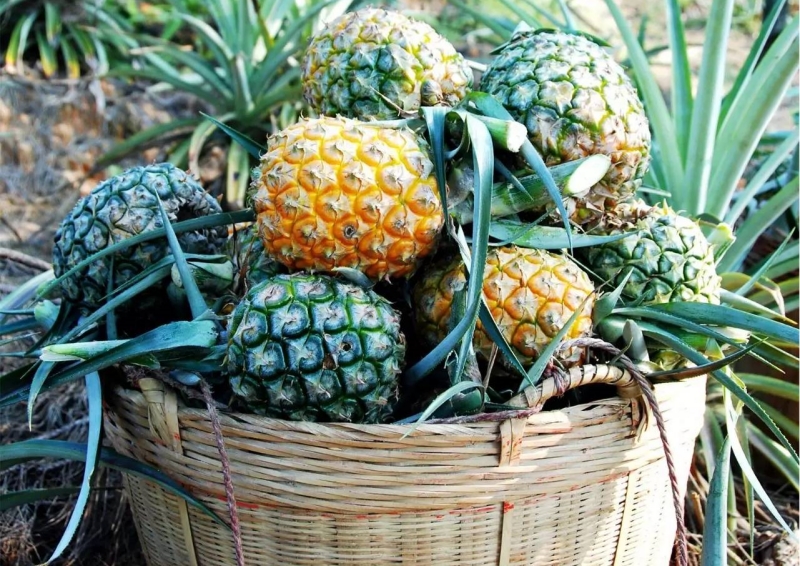 Does Potassium Fulvate Aid in Soil Nutrient Retention? Introduction Welcome to HUMICO, where we are committed to revolutionizing agriculture with our top-quality organic fertilizers. In this article, we'll delve into the world of potassium fulvate, a powerful agricultural supplement that is changing the way farmers nurture their crops. Let's explore the wonders of potassium fulvate, its benefits, and how it aids in soil nutrient retention, empowering farmers to cultivate healthier, more robust plants.