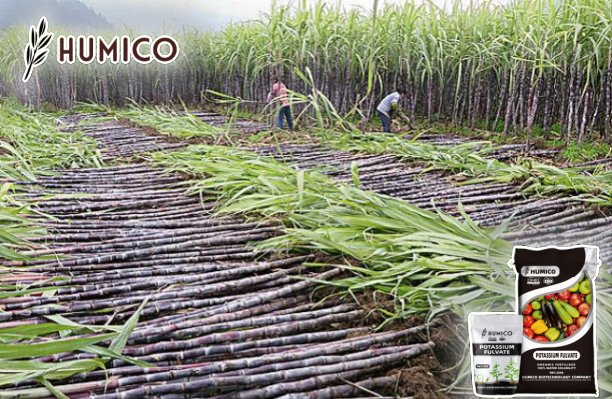 Enhancing Sugarcane Growth with Potassium Fulvate - Humico - Sugarcane Planting