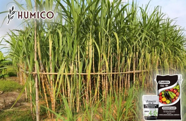 Enhancing Sugarcane Growth with Potassium Fulvate - Humico - Sugarcane Planting
