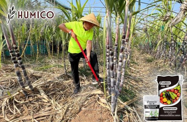 Enhancing Sugarcane Growth with Potassium Fulvate - Humico - Sugarcane Planting