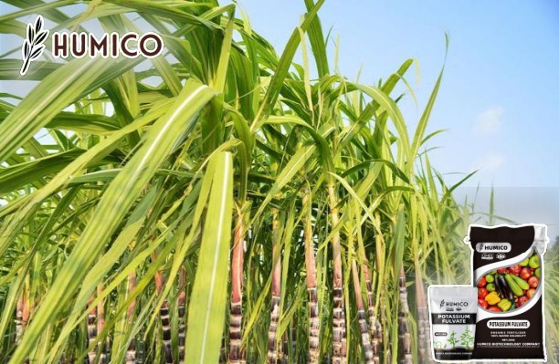 Enhancing Sugarcane Growth with Potassium Fulvate - Humico - Sugarcane Planting