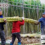 Enhancing Sugarcane Growth with Potassium Fulvate