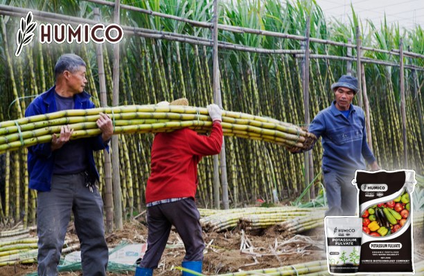 Enhancing Sugarcane Growth with Potassium Fulvate - Humico - Sugarcane Planting